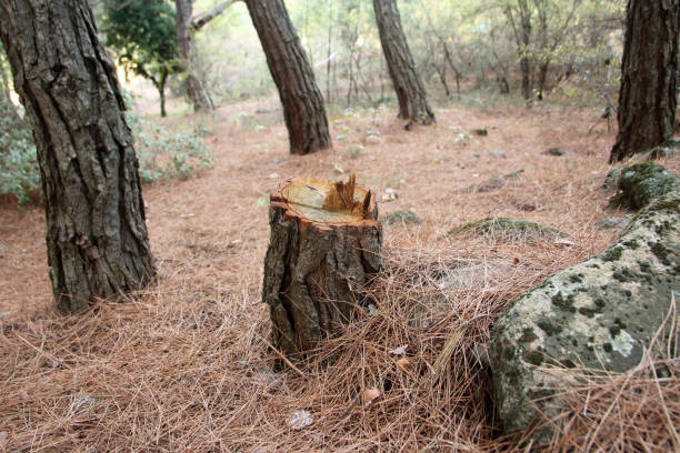 Best Stump Grinding and Removal  in USA